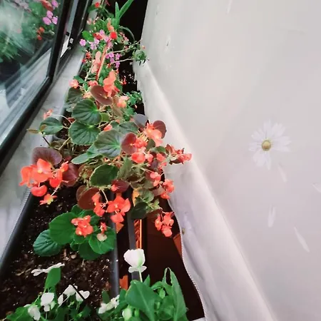 Lovely New Near Tirana's Artificial Apartment *